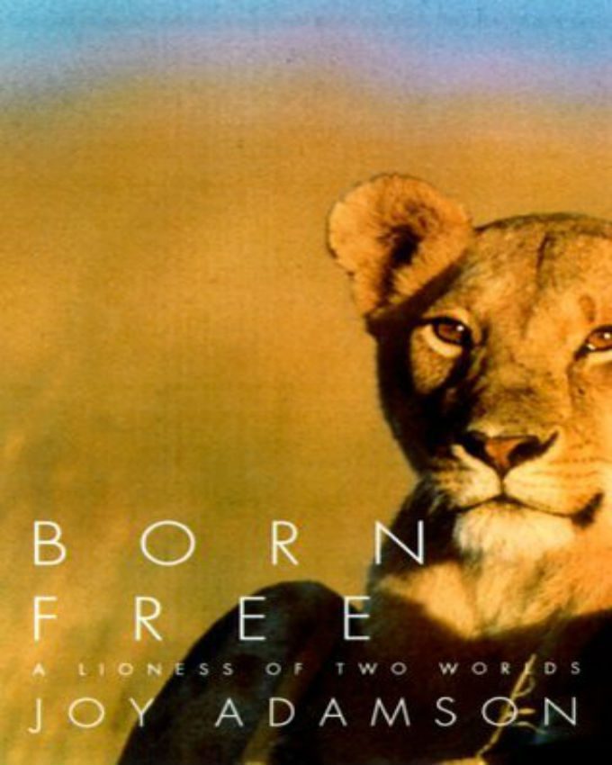 born free lioness