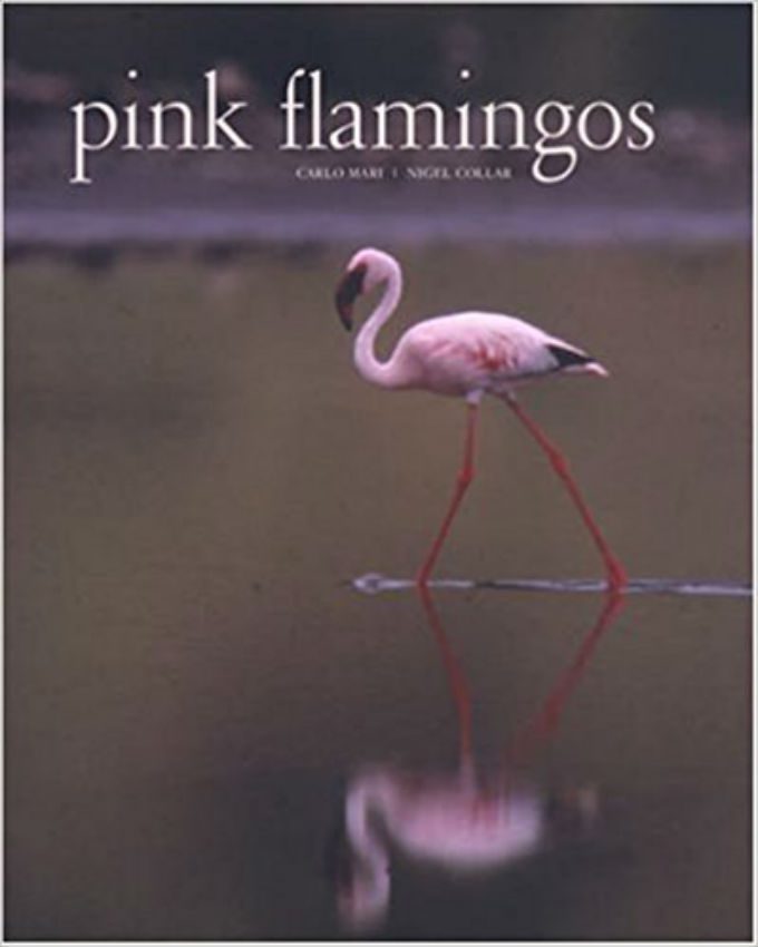 Pink-Flamingos