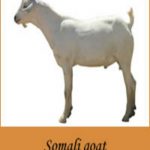 Somali_goat