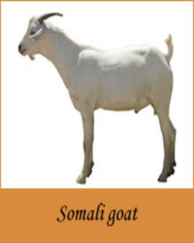 Somali_goat