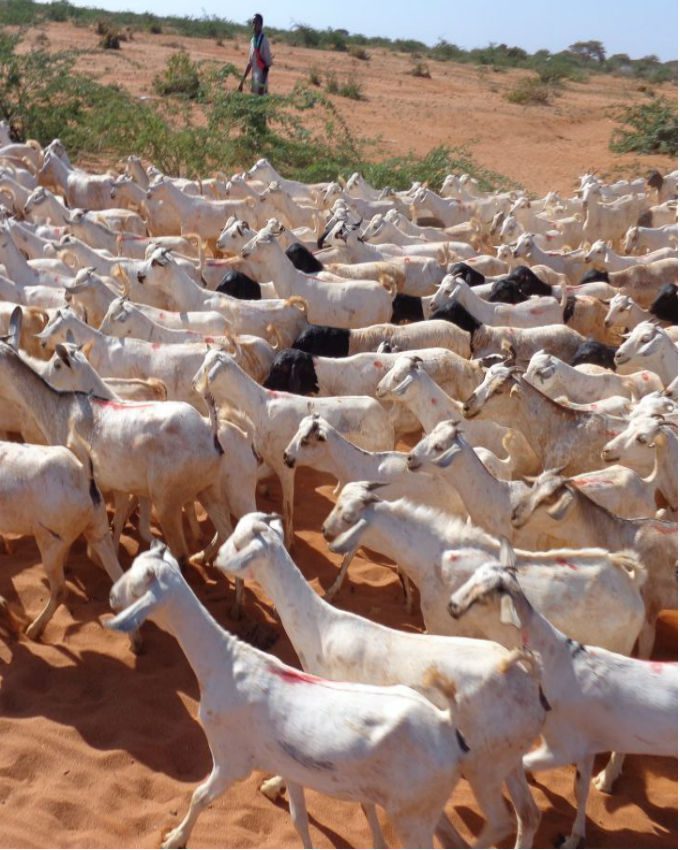 goats-livestock-for-Godey-Village