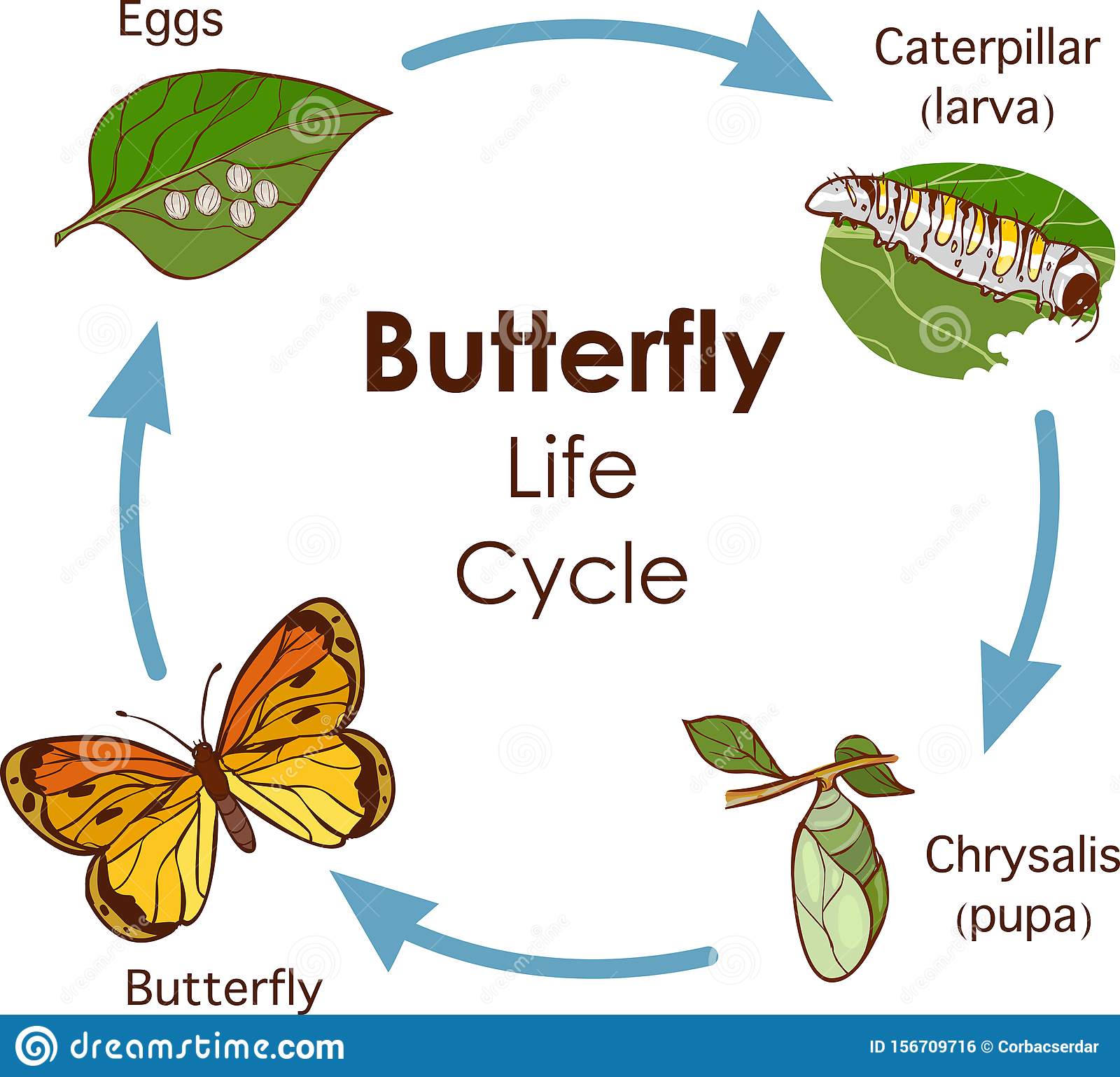 chart-the-butterfly-life-cycle-nuria-store